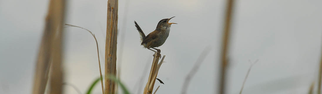Bird Song - A singing bird perched on grass. Photo credit: Bill Portlock/CBF Staff.