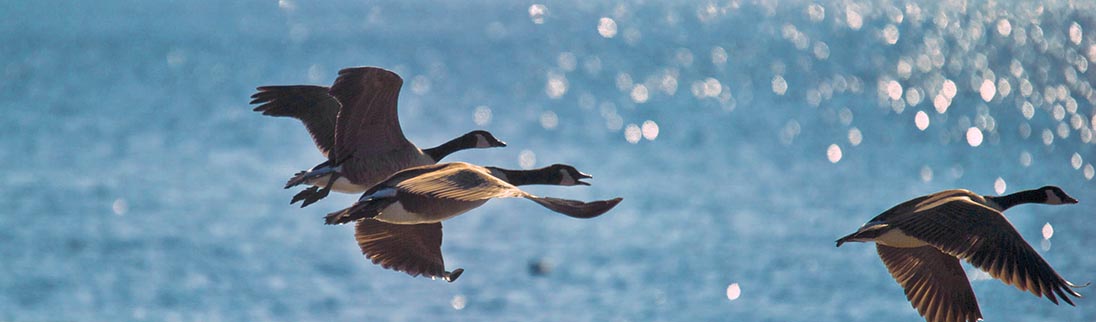 Geese fly above the Bay.