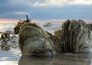 Partially submerged oyster reef.