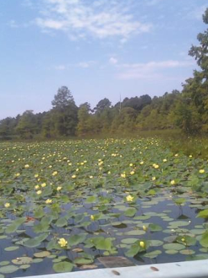 Lotus Garden Park. Picture taken by Benjamin White