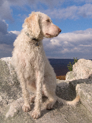 My hiking buddy