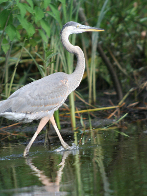 This Great Blue Heron was walking down the shore of the Chickahominy River in James City County in 2008. That is our favorite part of the watershed and we look forward to paddling there before the tournament is over.