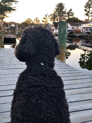 Monty waits for sunset on the canal (photo: Ray Bullman)