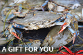 Donation eCard: Gift of Membership - Blue Crab