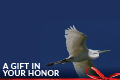 Donation eCard 20: A Gift in Your Honor - Egret